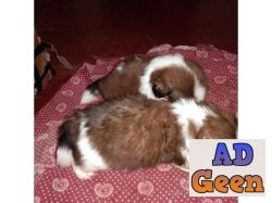 used SHIH TZU puppies for sale 